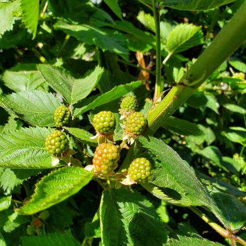 Thornless blackberry stalk & unripened berries.