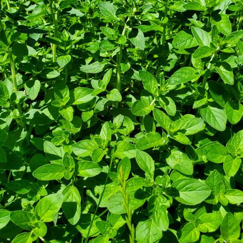 Garden bed full of oregano plants.