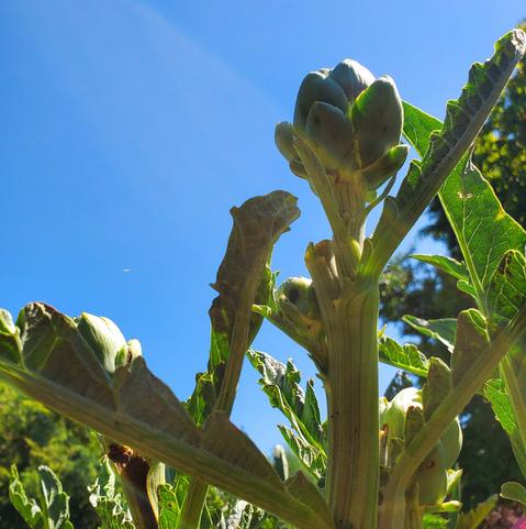 Artichokes growing.