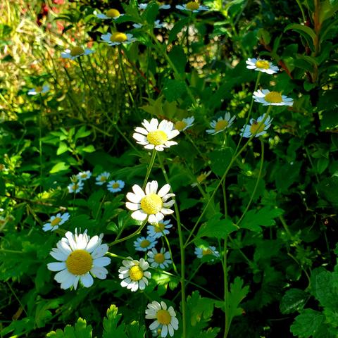 Feverfew flowers - look like daisies.