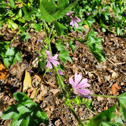 Pink common mallow flowers.
