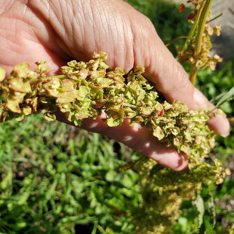 Curly dock flowers, going to seed.