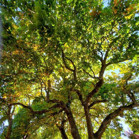 Looking up at horse chestnut tree - gnarly branches & full foliage - some leaves have turned orange & yellow.