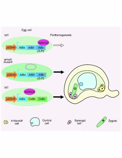 Diagrams comparing the impact of AtRKD5 on the induction of parthenogenesis in WT and atrkd5 mutants.