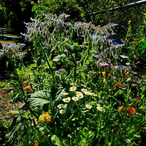 Borage, feverfew & calendula plants & flowers in the community garden.