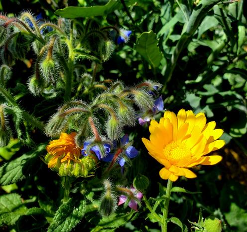 Borage & calendula plants & flowers.