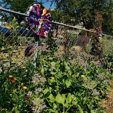 Borage, feverfew & calendula plants & flowers in the community garden. With painted old car rims mounted on chainlink fence.