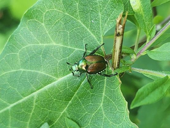 beetle with shiny green middle section and shiny, brownish red wings on a green leaf.