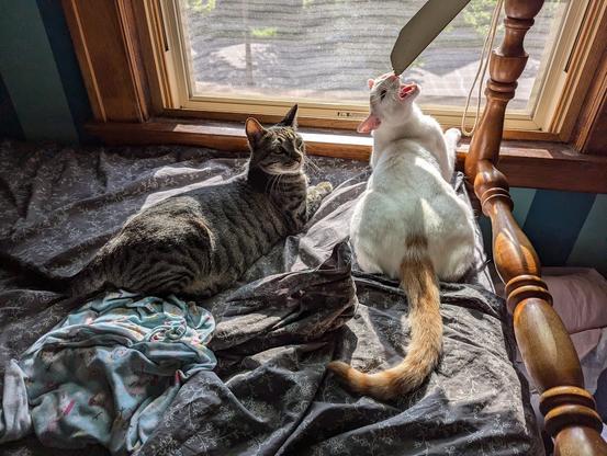 Two cats in an untidy bed next to an open window. The orange and white cat named Creamsicle appears about to chomp on a fallen blind. The tabby cat named Oreo is giving a remarkable side-eye at Creamsicle.