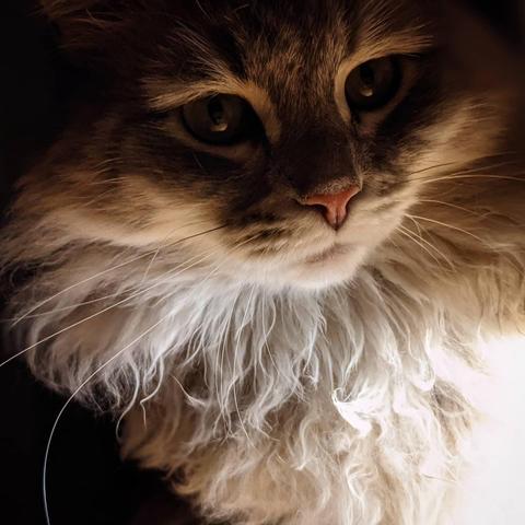 A fluffy cat's face lit up from the bottom