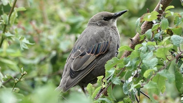 A juvenile starling on a branch among green trees. It is facing right, with a grey/brown body, bright coloured wings, and a sparkly tummy developing