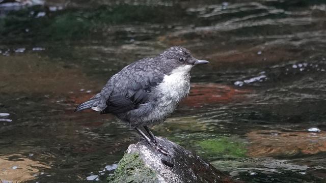 A fluffy juvenile dipper on a rock in a river. It is fluffy grey back and fluffy white neck and tummy. The water is green, brown and orange.