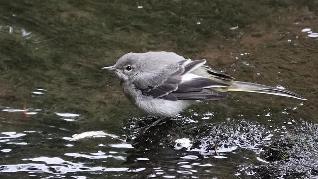 A fluffy juvenile grey wagtail standing facing left in a river. It is mainly grey, with a light underneath.