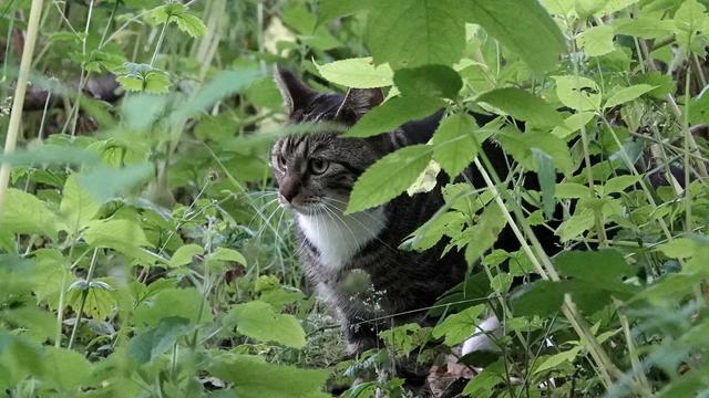Not a bird. This cat - tabby coloured, pictured among leafy green plants - was hunting in the wooded river area. And giving the photographer foul looks.