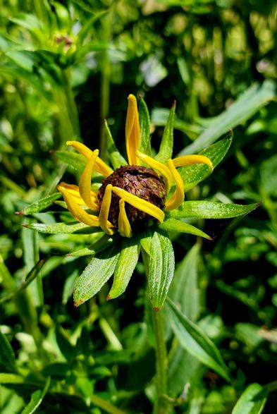 Black eyed Susan flower, unfurling.