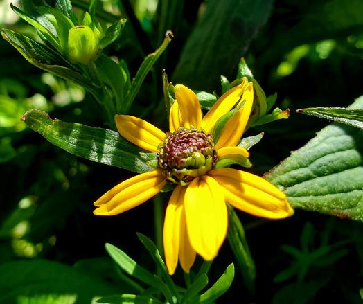 Black eyed Susan flower, in mid bloom.