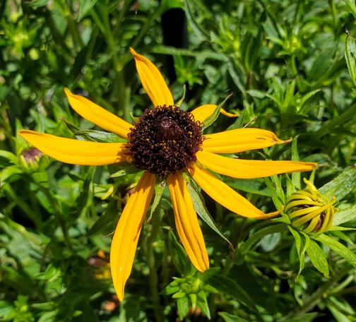 Black eyed Susan flower, in full bloom - with a few petals dropped/missing.