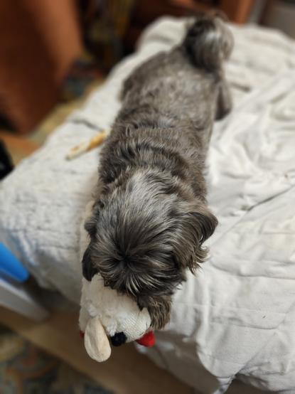 A black to silver shihtzu is busily chewing on a new lamb toy.