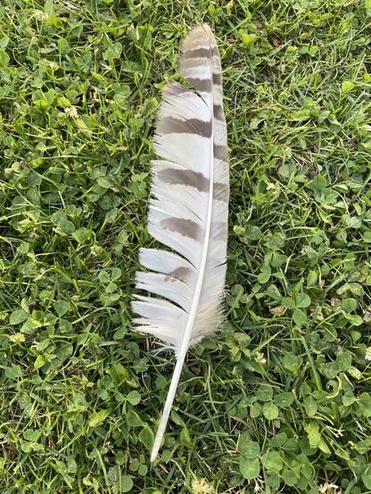 Back side of feather. Very pale base colour, almost white with medium brown bars. Total length approximately 28-29cm.
