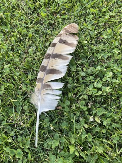 Front side of feather. Very pale base colour, almost white with a orangish brown tinge, with medium brown bars. Total length approximately 28-29cm.