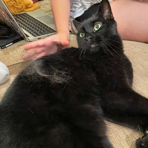 A black cat lies on his side on a beige sofa. Loose cat fur is visible thickly scattered down his side as someone’s hand moves to collect it.