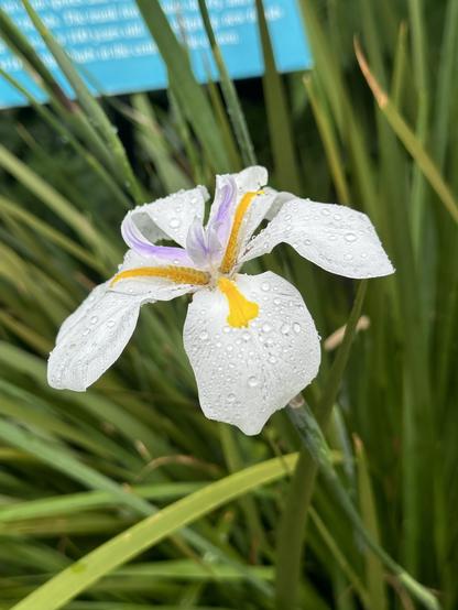 A fairy Iris, largely white flower with yellow and pale purple highlights