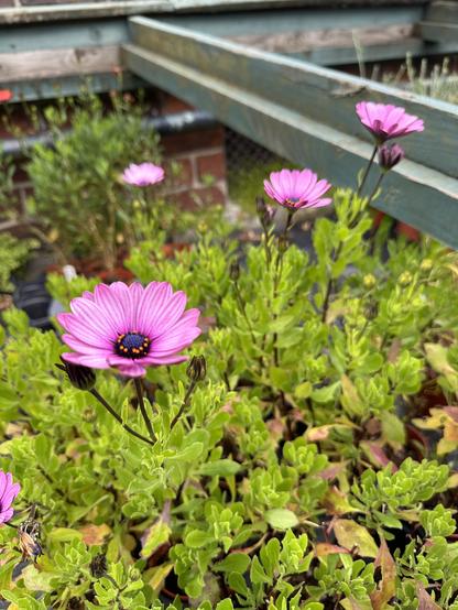 Deep pink flowers (don’t know what, sorry!) , with daisy like petals forming a shallow bowl around a deep purple centre with bright yellow dots. The pink of the flower is striking against a vibrant green leafy background