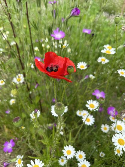 Wild flowers, white daisies and pink somethings dotted about amongst green grass and leaves. In the centre is a bright red poppy with nearly black middle.