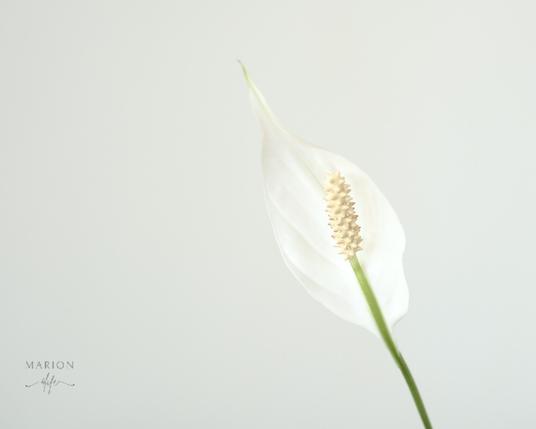 Es ist die weiße Blüte der Spathiphyllum zu sehen und ein Gründer Stängel vor einer weißen Wand.

AI disclaimer: Using my work, its meta , written or derived description to create media with or train AI based systems is prohibited.