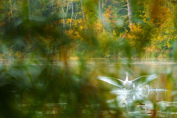 A swan landing onto the lake. Shot obstucted by out of focus tree leaves in the foreground.