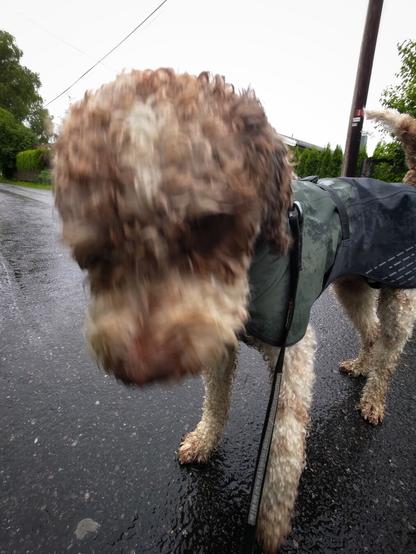 Ein veldig våt, krøllete hund med grønt regndekken på. Han ser ganske lei ut, og hovudet hans er veldig uskarpt fordi han ikkje klarer å stå stille.