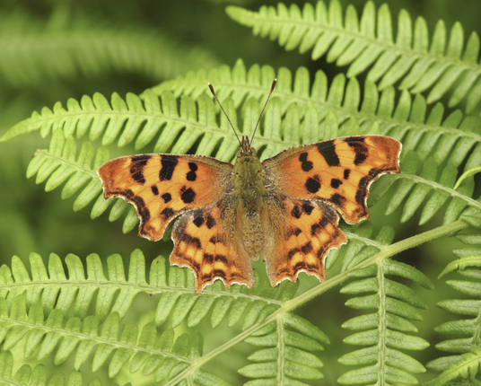 close-up photo of a red-orange-black butterfly sitting on a fern