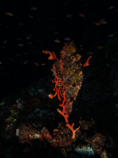red-ish  scorpionfish clinging vertically to an isolated stick of orange-red  many small anthia (also red) cruise in the background.