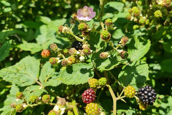 Brombeerstrauch mit Blüten und verschiedenen Reifegraden der Beeren.