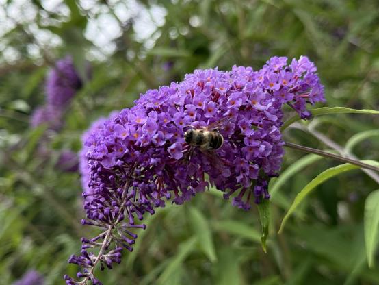 A bee on the flowers of the lilac in our garden
