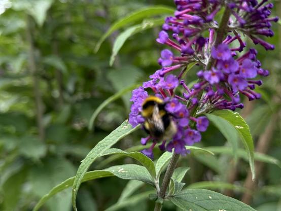 A bumblebee on the flowers of the lilac in our garden