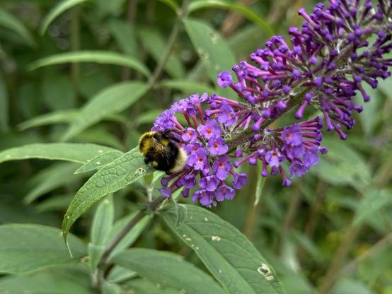 A bumblebee on the flowers of the lilac in our garden