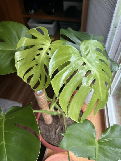 Photo of two yellow-green shiny new leaves with a lot of good fenestration - slits in the leaves that allow light and wind to pass through.