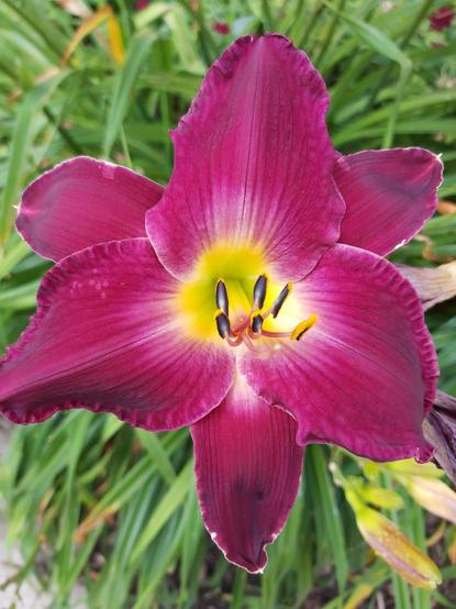 A close up, face on photo of a fuchsia daylily with a yellow center. Giving the world a whole lotta BAM!