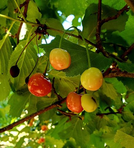Sour cherries on tree.