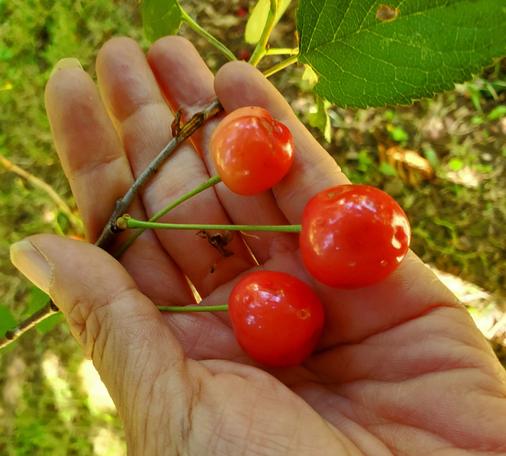 3 sour cherries on branch, held up by my left hand.