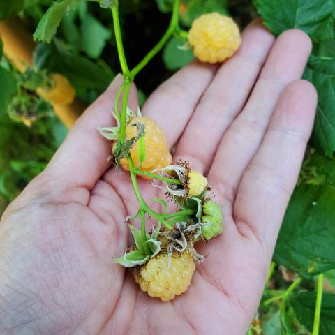 Yellow raspberries, on vine, in my left hand.