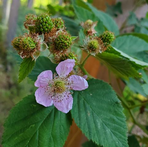 Pink flower & unripened purple raspberries.