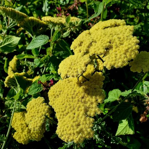 Bright yellow, moonshine yarrow flowers.