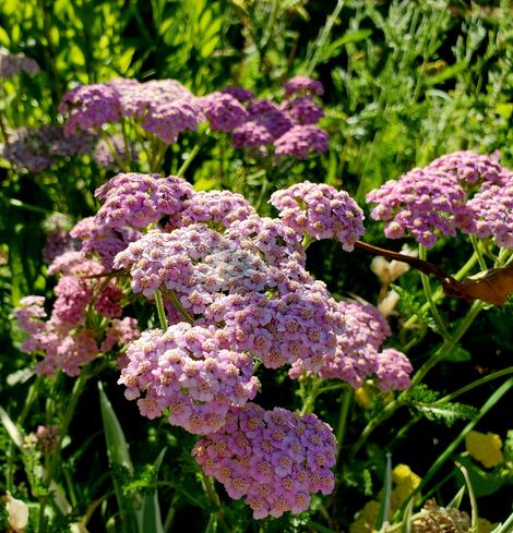 Pink yarrow flowers.