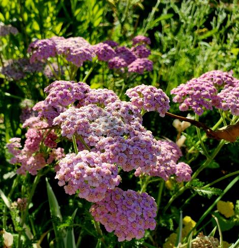 Pink yarrow flowers.