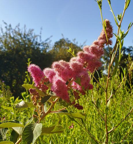 Hardhack plant with spire of tiny, pink flower clusters.