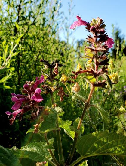 Hummingbird bird sage plants & pink purple flowers.