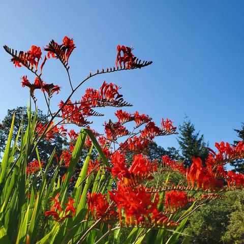 Bright red crocosima Lucifer flowers.
