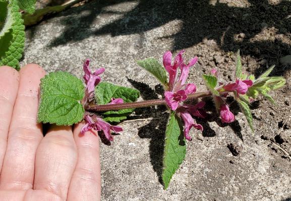 My left hand with dead purple nettle plant & pink flowers.